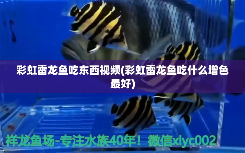 彩虹雷龍魚吃東西視頻(彩虹雷龍魚吃什么增色最好)