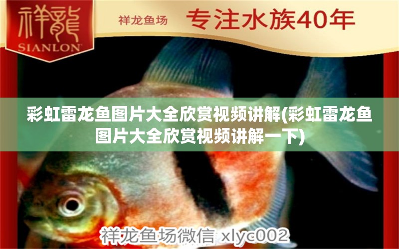 彩虹雷龍魚圖片大全欣賞視頻講解(彩虹雷龍魚圖片大全欣賞視頻講解一下) 泰龐海蓮魚