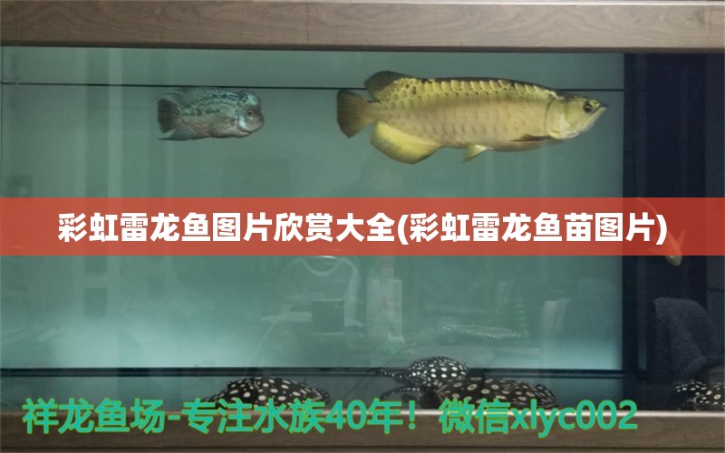 彩虹雷龍魚圖片欣賞大全(彩虹雷龍魚苗圖片) 錦鯉飼料