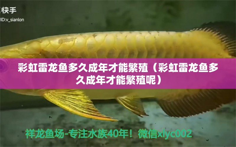 彩虹雷龍魚(yú)多久成年才能繁殖（彩虹雷龍魚(yú)多久成年才能繁殖呢）