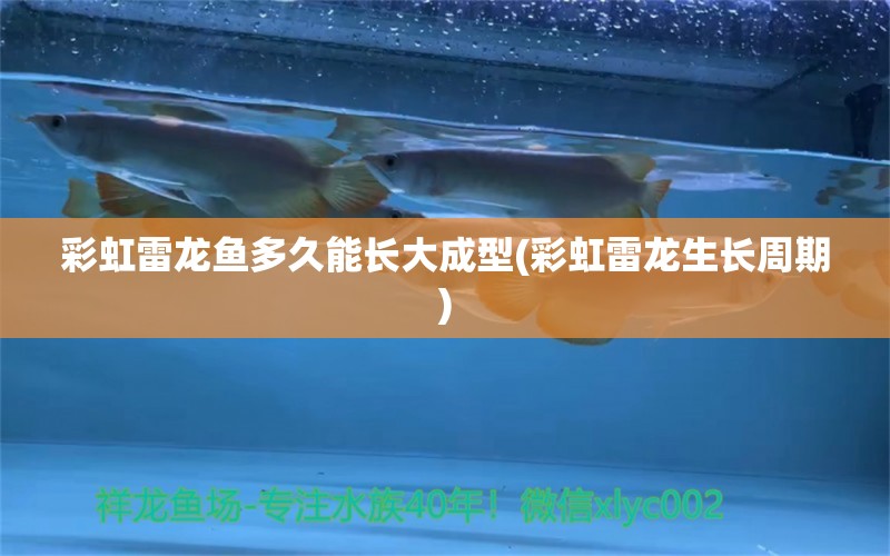 彩虹雷龍魚多久能長大成型(彩虹雷龍生長周期) 肥料