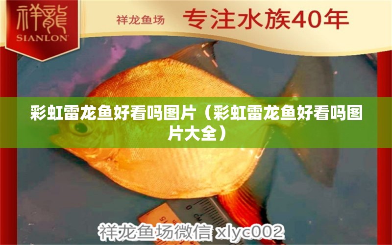 彩虹雷龍魚(yú)好看嗎圖片（彩虹雷龍魚(yú)好看嗎圖片大全）