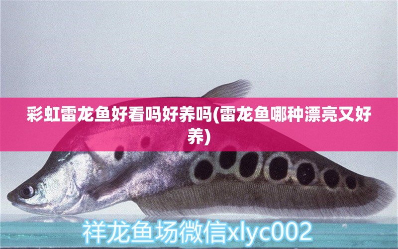 彩虹雷龍魚好看嗎好養(yǎng)嗎(雷龍魚哪種漂亮又好養(yǎng))