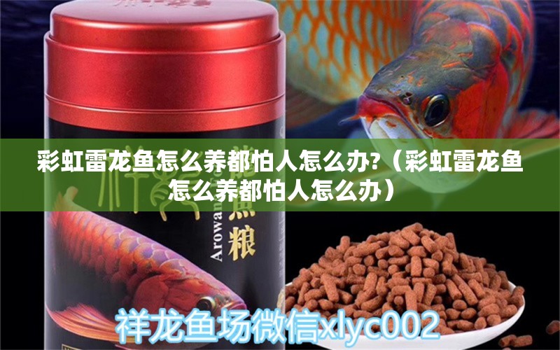 彩虹雷龍魚(yú)怎么養(yǎng)都怕人怎么辦?（彩虹雷龍魚(yú)怎么養(yǎng)都怕人怎么辦）