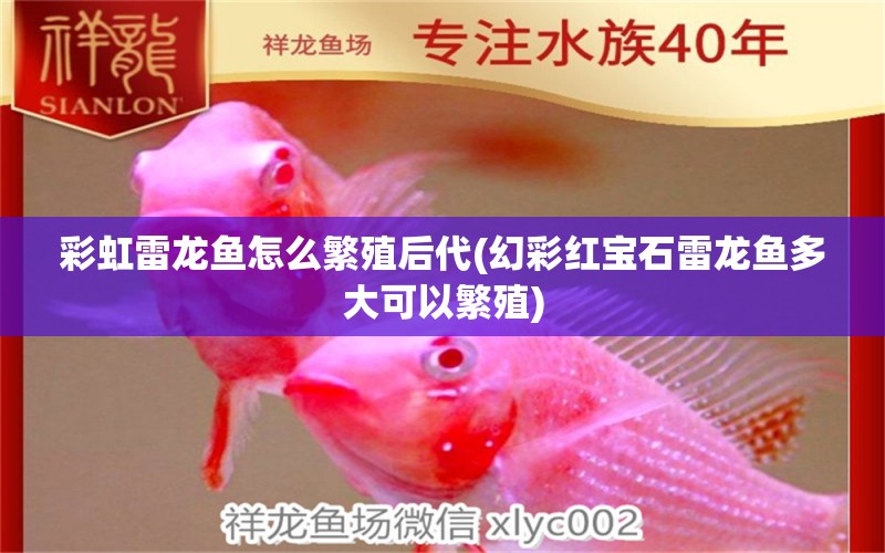 彩虹雷龍魚怎么繁殖后代(幻彩紅寶石雷龍魚多大可以繁殖)