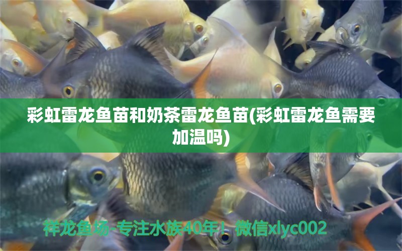 彩虹雷龍魚苗和奶茶雷龍魚苗(彩虹雷龍魚需要加溫嗎) 水溫計(jì) 第1張