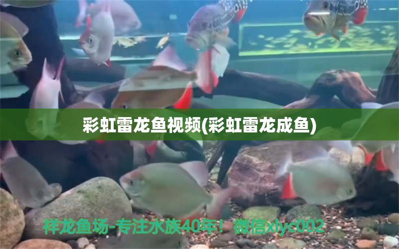 彩虹雷龍魚視頻(彩虹雷龍成魚) 觀賞魚飼料