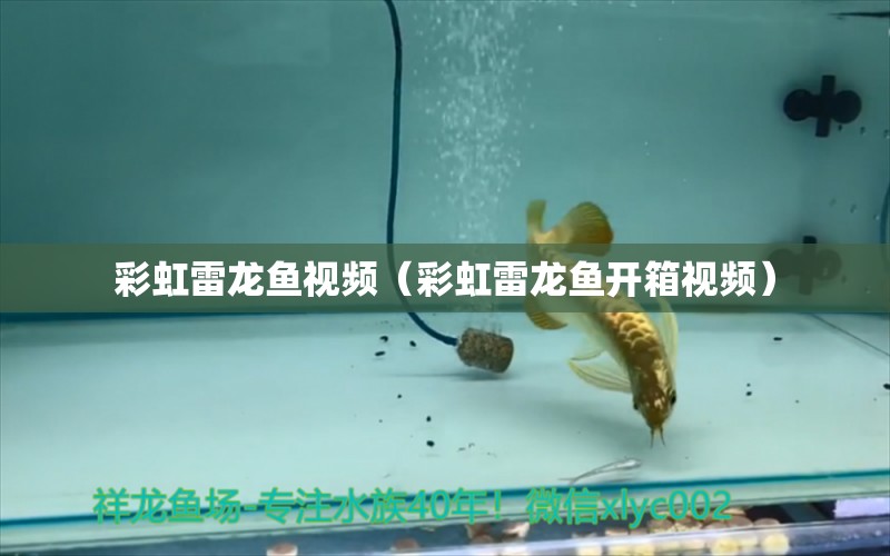 彩虹雷龍魚(yú)視頻（彩虹雷龍魚(yú)開(kāi)箱視頻）