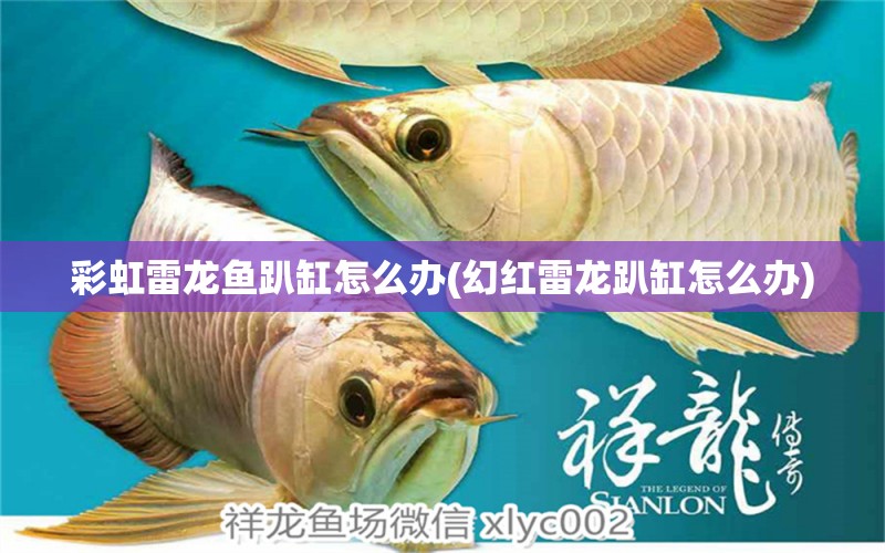 彩虹雷龍魚趴缸怎么辦(幻紅雷龍趴缸怎么辦) 紅龍魚魚糧飼料