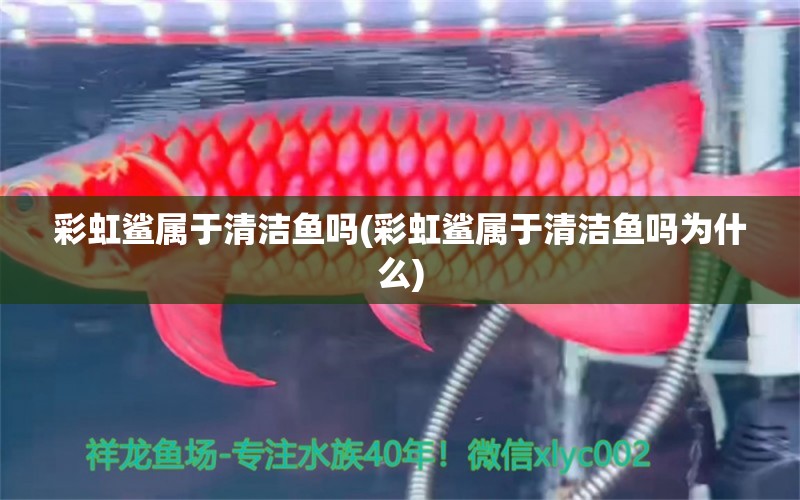 彩虹鯊屬于清潔魚嗎(彩虹鯊屬于清潔魚嗎為什么) 觀賞魚 第1張