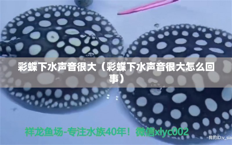 彩蝶下水聲音很大（彩蝶下水聲音很大怎么回事） 祥龍水族醫(yī)院