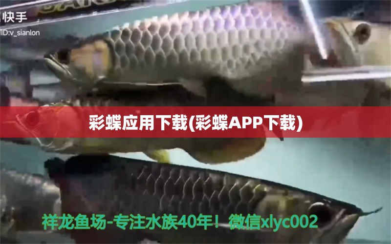 彩蝶應(yīng)用下載(彩蝶APP下載) 黑帝王魟魚