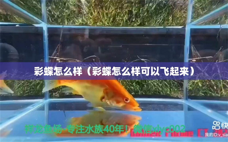 彩蝶怎么樣（彩蝶怎么樣可以飛起來） 撒旦鴨嘴魚