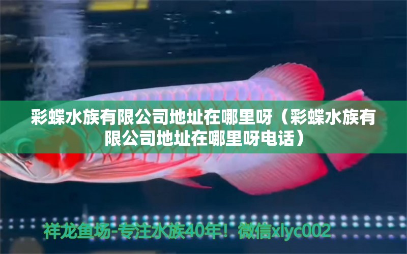 彩蝶水族有限公司地址在哪里呀（彩蝶水族有限公司地址在哪里呀電話） 虎魚百科