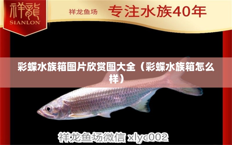 彩蝶水族箱圖片欣賞圖大全（彩蝶水族箱怎么樣）