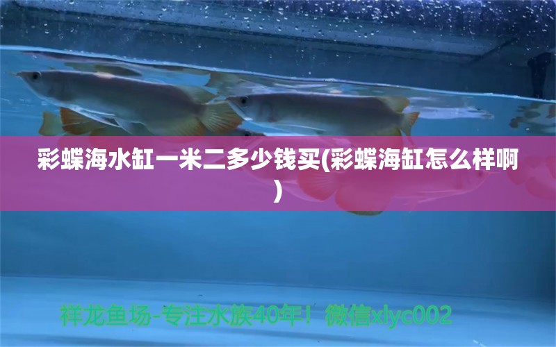 彩蝶海水缸一米二多少錢買(彩蝶海缸怎么樣啊) 黃金達(dá)摩魚(yú)