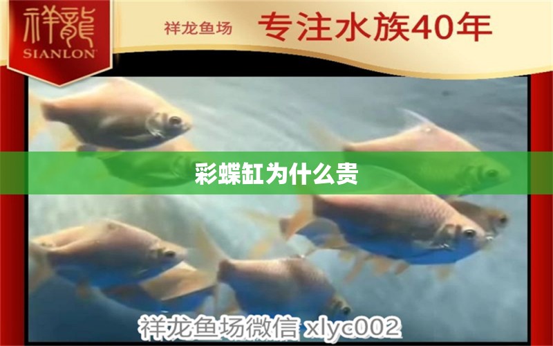 彩蝶缸為什么貴 祥龍魚場