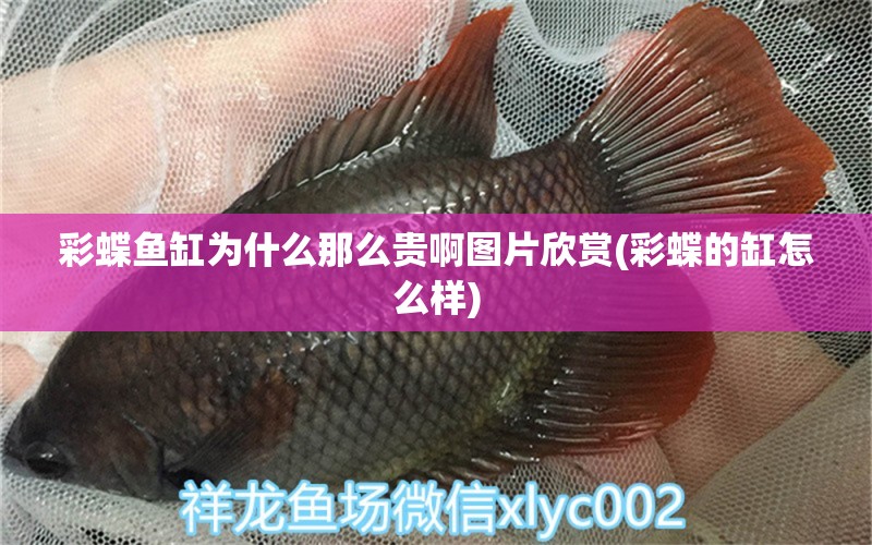 彩蝶魚缸為什么那么貴啊圖片欣賞(彩蝶的缸怎么樣) 黃金招財(cái)貓魚