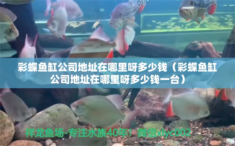 彩蝶魚缸公司地址在哪里呀多少錢（彩蝶魚缸公司地址在哪里呀多少錢一臺(tái)）