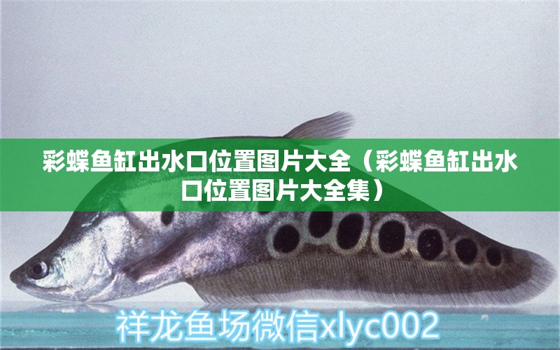 彩蝶魚缸出水口位置圖片大全（彩蝶魚缸出水口位置圖片大全集） 慈雕魚