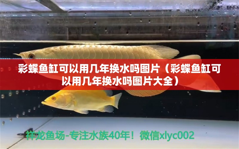 彩蝶魚缸可以用幾年換水嗎圖片（彩蝶魚缸可以用幾年換水嗎圖片大全）