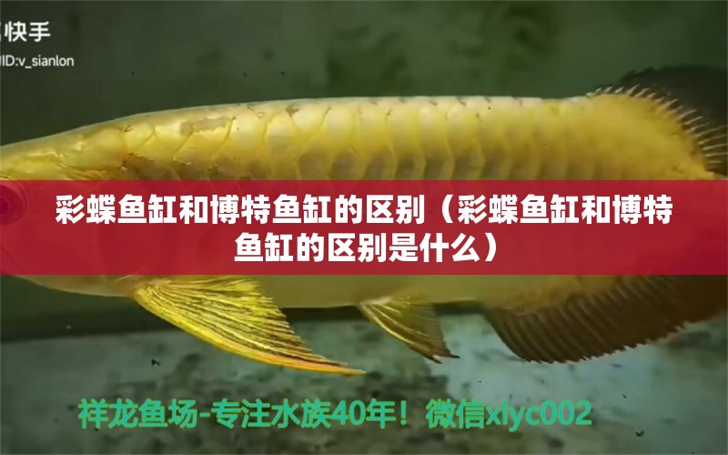 彩蝶魚缸和博特魚缸的區(qū)別（彩蝶魚缸和博特魚缸的區(qū)別是什么）