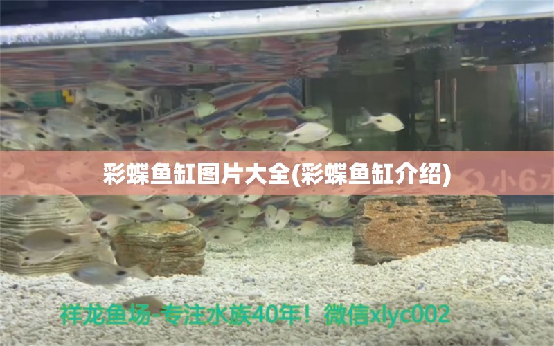 彩蝶魚(yú)缸圖片大全(彩蝶魚(yú)缸介紹) 廣州水族批發(fā)市場(chǎng)