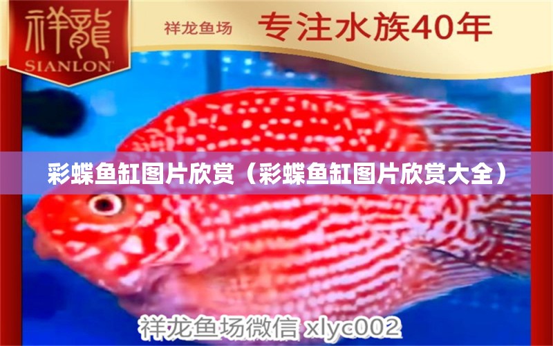 彩蝶魚缸圖片欣賞（彩蝶魚缸圖片欣賞大全）