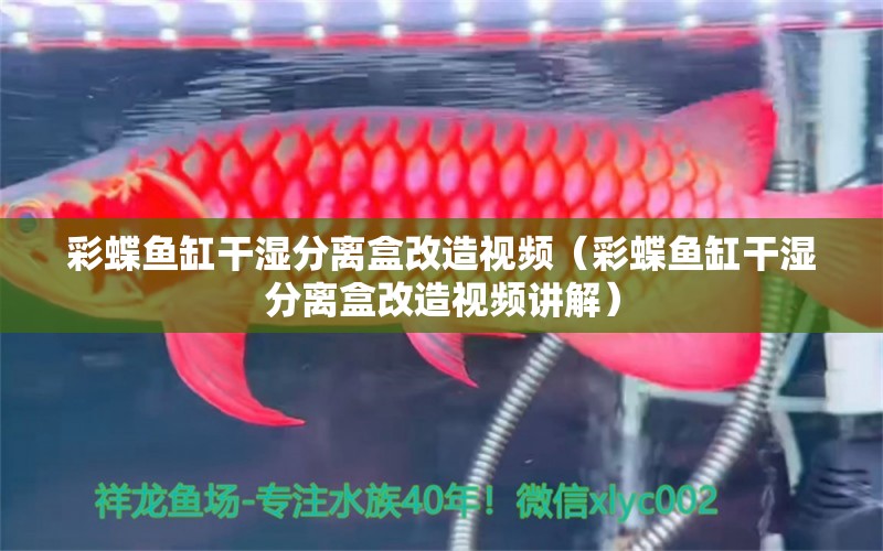 彩蝶魚缸干濕分離盒改造視頻（彩蝶魚缸干濕分離盒改造視頻講解）