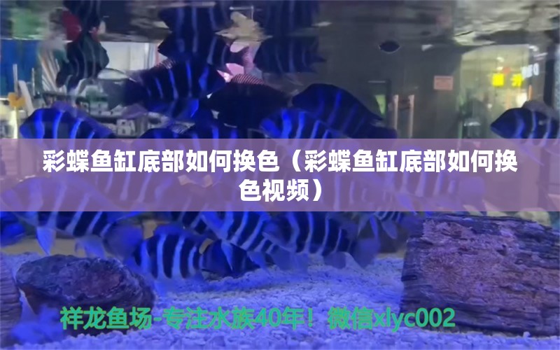 彩蝶魚缸底部如何換色（彩蝶魚缸底部如何換色視頻）