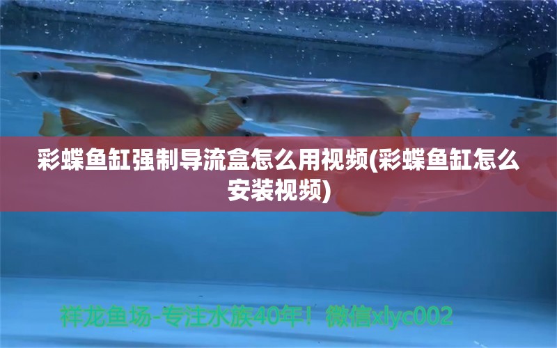 彩蝶魚缸強制導(dǎo)流盒怎么用視頻(彩蝶魚缸怎么安裝視頻) 白化火箭 第1張