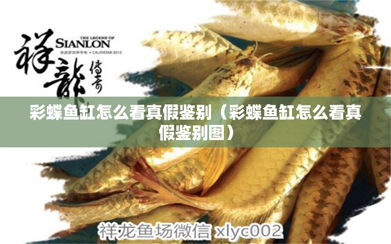 彩蝶魚缸怎么看真假鑒別（彩蝶魚缸怎么看真假鑒別圖）