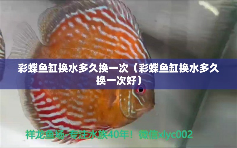 彩蝶魚缸換水多久換一次（彩蝶魚缸換水多久換一次好） 祥龍金禾金龍魚