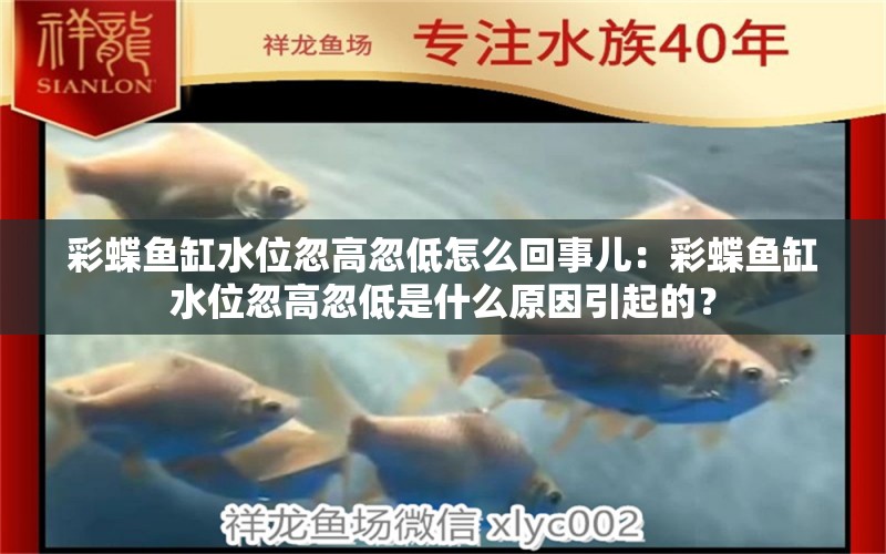 彩蝶魚缸水位忽高忽低怎么回事兒：彩蝶魚缸水位忽高忽低是什么原因引起的？