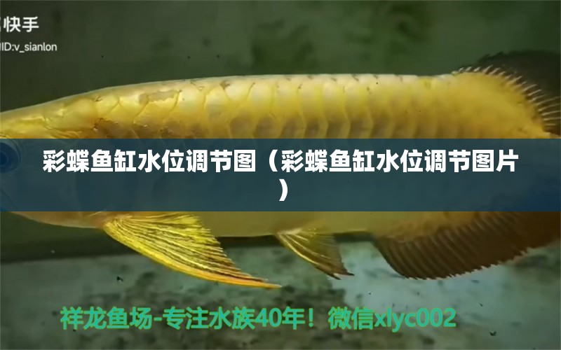 彩蝶魚缸水位調(diào)節(jié)圖（彩蝶魚缸水位調(diào)節(jié)圖片） 祥龍藍(lán)珀金龍魚