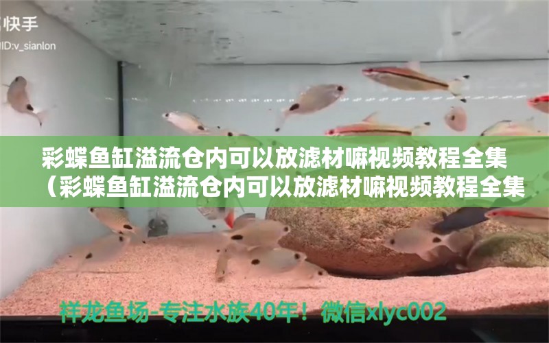 彩蝶魚缸溢流倉內(nèi)可以放濾材嘛視頻教程全集（彩蝶魚缸溢流倉內(nèi)可以放濾材嘛視頻教程全集） 祥龍水族醫(yī)院