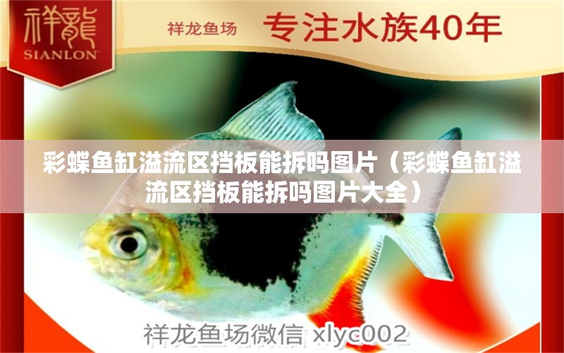 彩蝶魚缸溢流區(qū)擋板能拆嗎圖片（彩蝶魚缸溢流區(qū)擋板能拆嗎圖片大全）