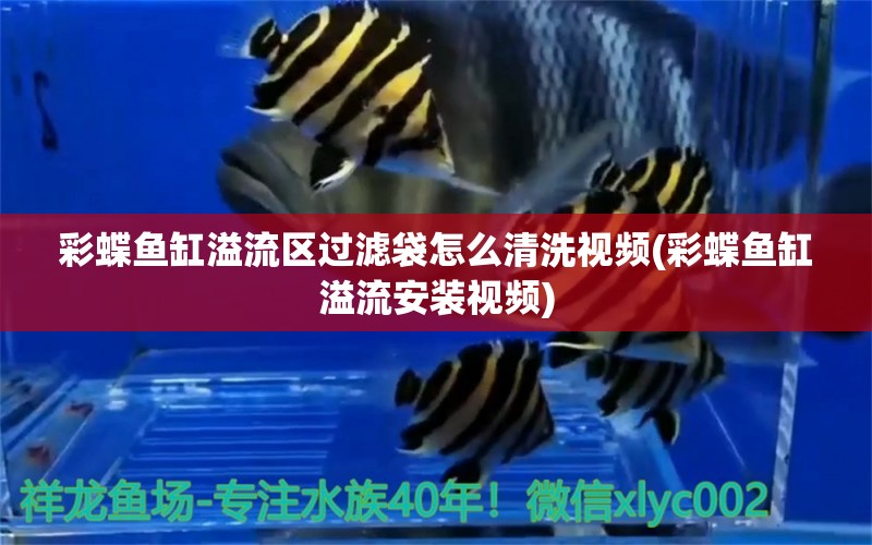 彩蝶魚(yú)缸溢流區(qū)過(guò)濾袋怎么清洗視頻(彩蝶魚(yú)缸溢流安裝視頻) 蝴蝶鯉