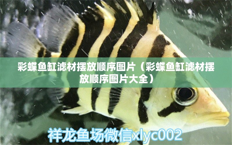 彩蝶魚缸濾材擺放順序圖片（彩蝶魚缸濾材擺放順序圖片大全）