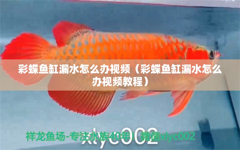 彩蝶魚缸漏水怎么辦視頻（彩蝶魚缸漏水怎么辦視頻教程） 祥龍水族醫(yī)院