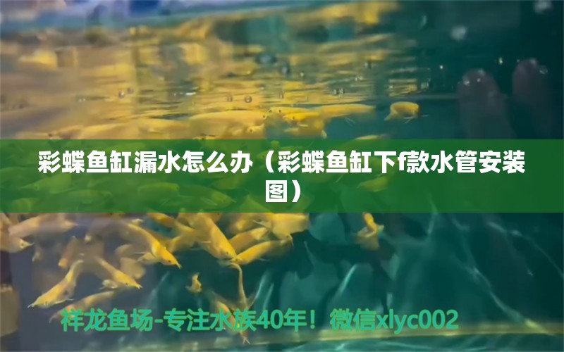 彩蝶魚缸漏水怎么辦（彩蝶魚缸下f款水管安裝圖） 細線銀板魚苗