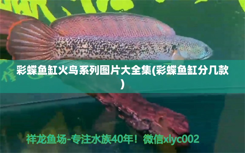 彩蝶魚缸火鳥系列圖片大全集(彩蝶魚缸分幾款) 細(xì)線銀板魚苗 第1張