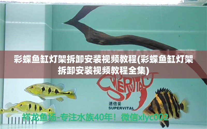 彩蝶魚(yú)缸燈架拆卸安裝視頻教程(彩蝶魚(yú)缸燈架拆卸安裝視頻教程全集) 元寶鳳凰魚(yú)專(zhuān)用魚(yú)糧