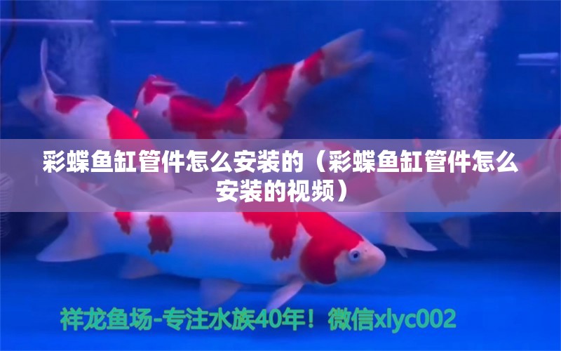 彩蝶魚缸管件怎么安裝的（彩蝶魚缸管件怎么安裝的視頻）