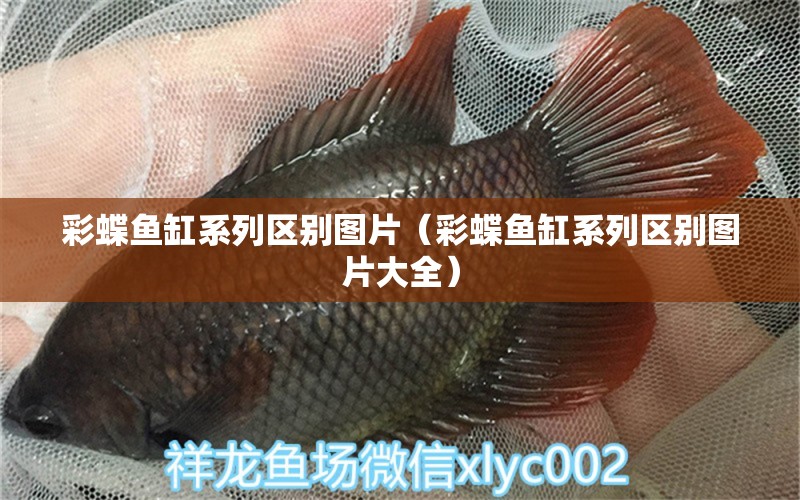 彩蝶魚缸系列區(qū)別圖片（彩蝶魚缸系列區(qū)別圖片大全）