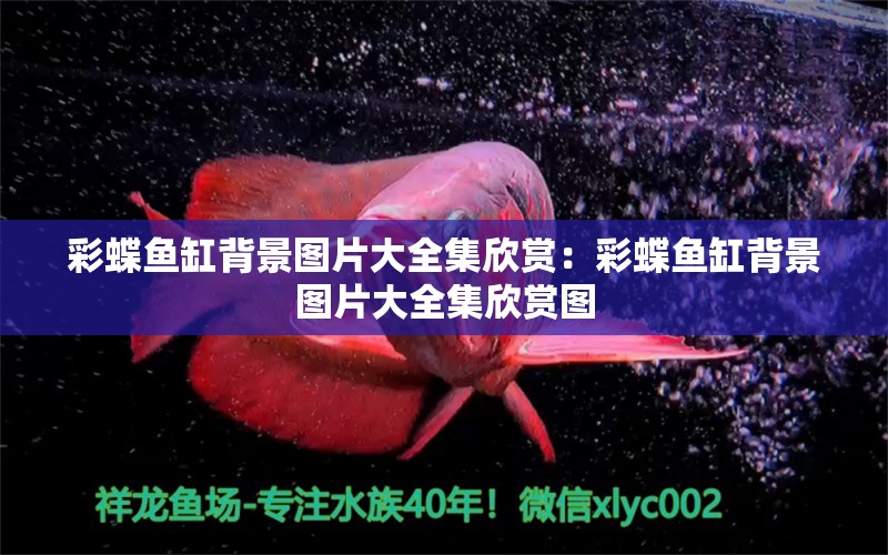 彩蝶魚缸背景圖片大全集欣賞：彩蝶魚缸背景圖片大全集欣賞圖