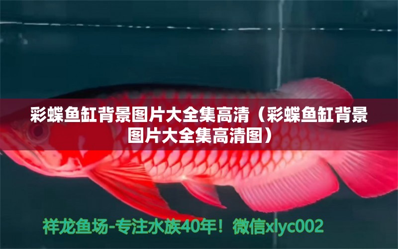 彩蝶魚缸背景圖片大全集高清（彩蝶魚缸背景圖片大全集高清圖）