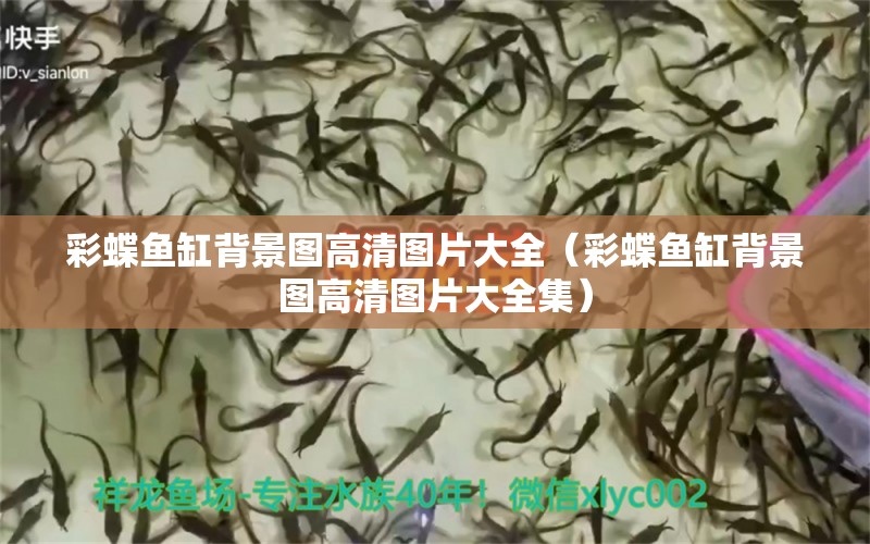 彩蝶魚缸背景圖高清圖片大全（彩蝶魚缸背景圖高清圖片大全集） 祥龍水族醫(yī)院