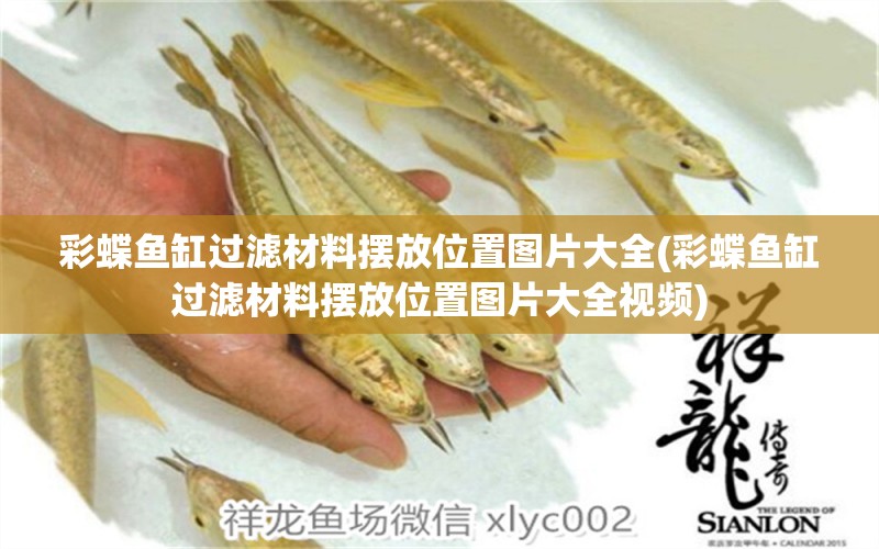 彩蝶魚缸過濾材料擺放位置圖片大全(彩蝶魚缸過濾材料擺放位置圖片大全視頻) 黃金貓魚