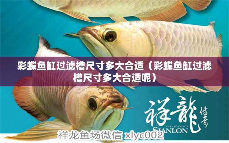 彩蝶魚(yú)缸過(guò)濾槽尺寸多大合適（彩蝶魚(yú)缸過(guò)濾槽尺寸多大合適呢）